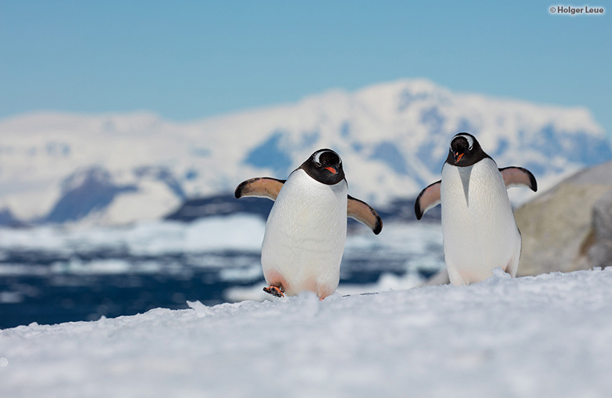 Antarctic_2020_11_Abenteuer und Wildtiere